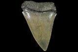 Large, Fossil Mako Shark Tooth - Georgia #75000-1